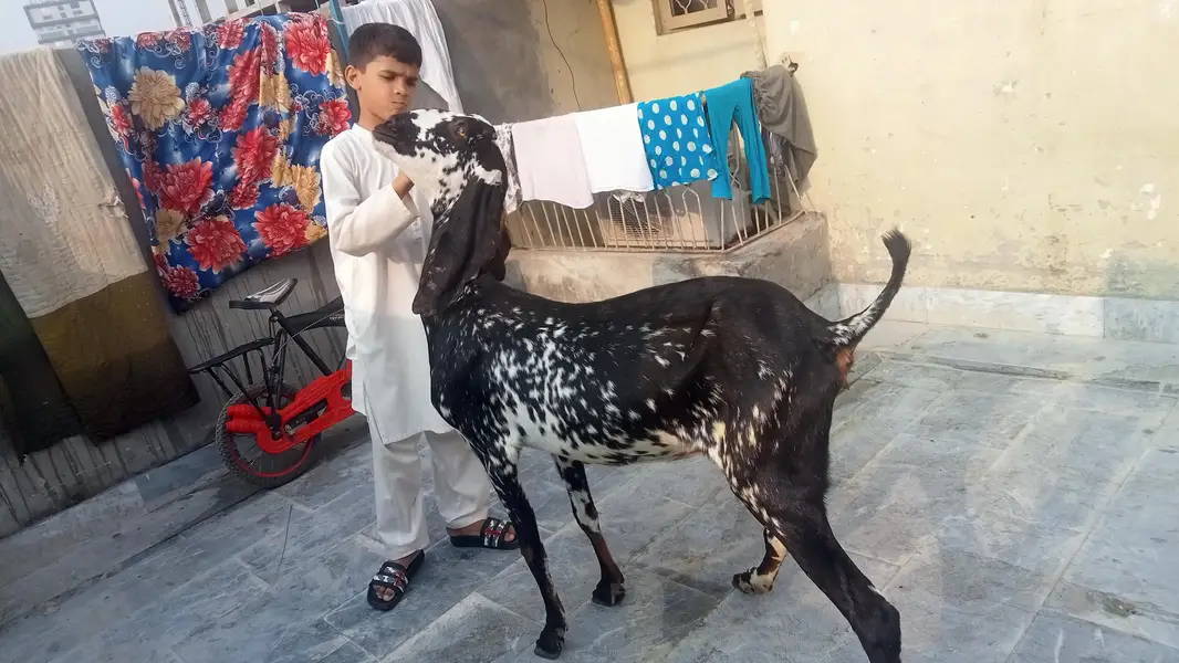 goat urgent for sale what's up number 03131498841 — photo 7