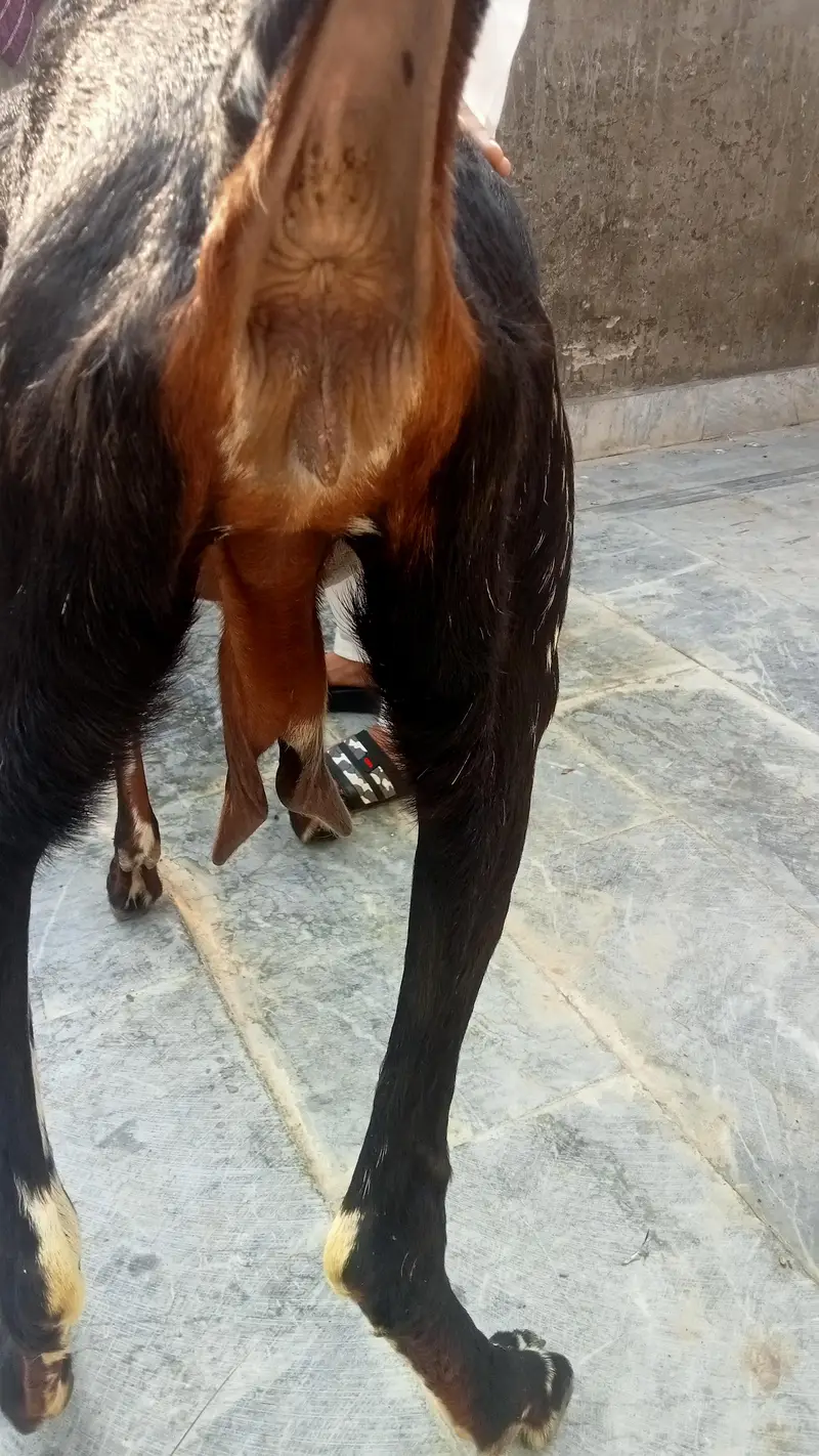 goat urgent for sale what's up number 03131498841 — photo 8