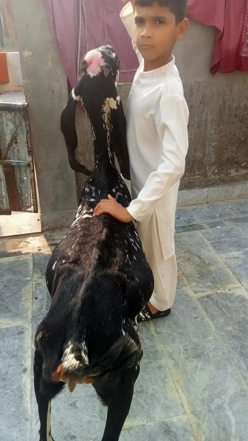 goat urgent for sale what's up number 03131498841 — photo 9