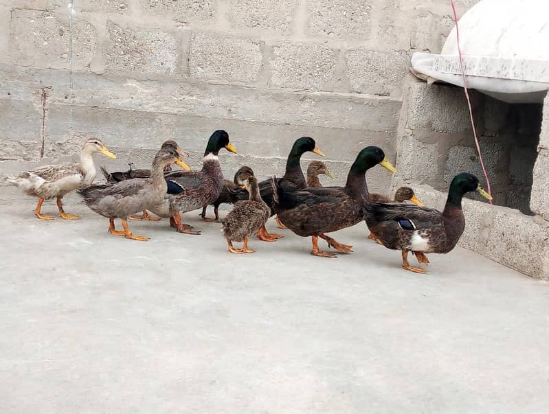 Desi ducks 0
