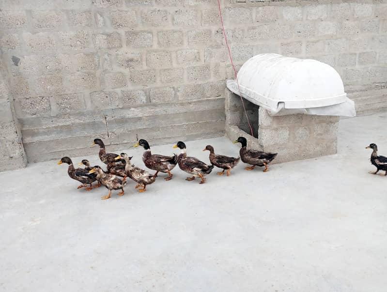Desi ducks 1