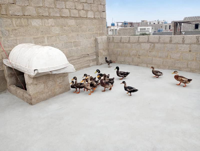 Desi ducks 2