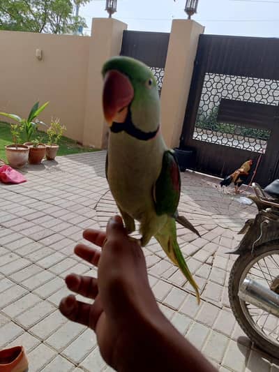 kashmiri paharri ringneck talking parrot male