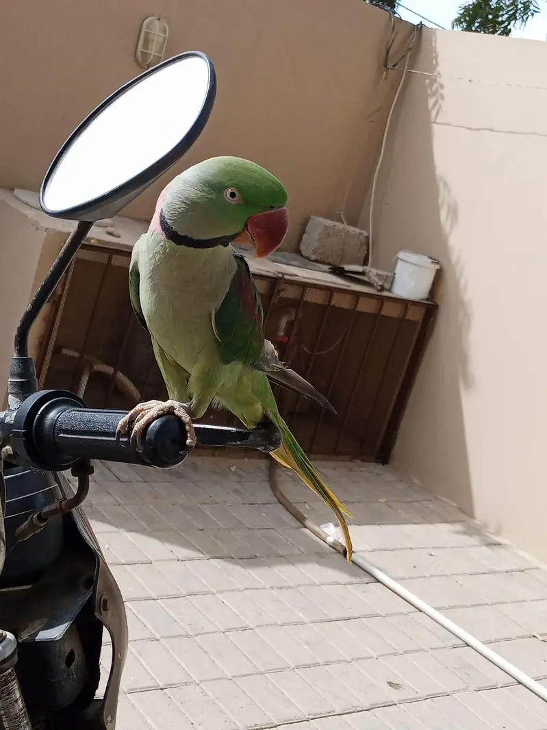 kashmiri paharri ringneck talking parrot male — photo 2
