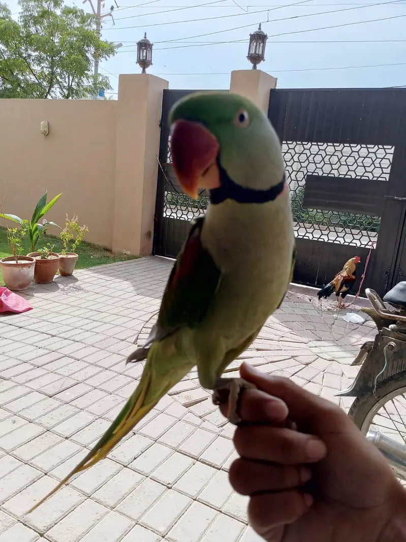 kashmiri paharri ringneck talking parrot male — photo 3
