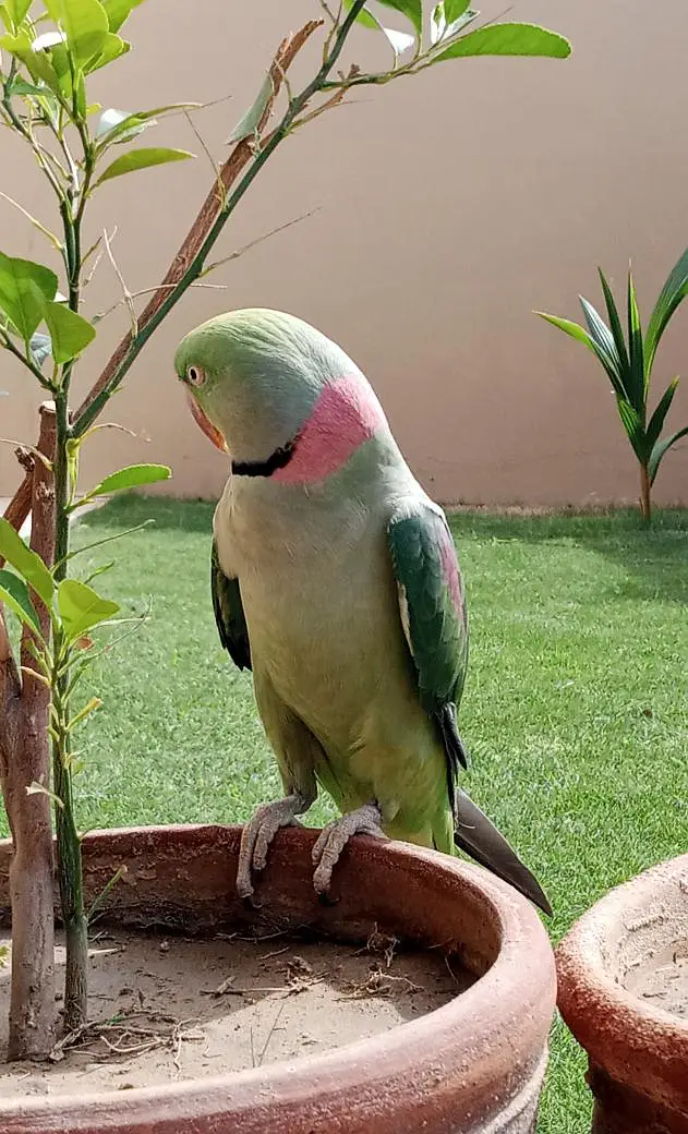 kashmiri paharri ringneck talking parrot male — photo 4