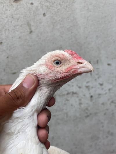 pure high quality heera female