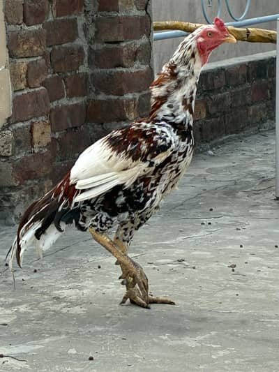 Aseel Sindhi