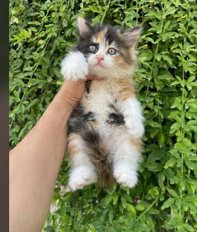 white kittan blu eyes  03125718522 whatap