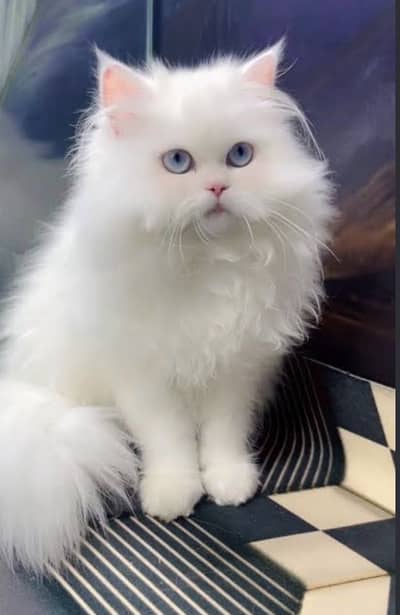 white percian cat kitten for sale