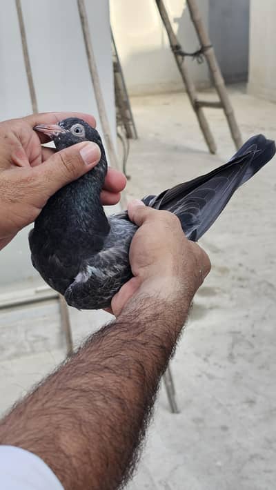 Royal Teddy Pigeons