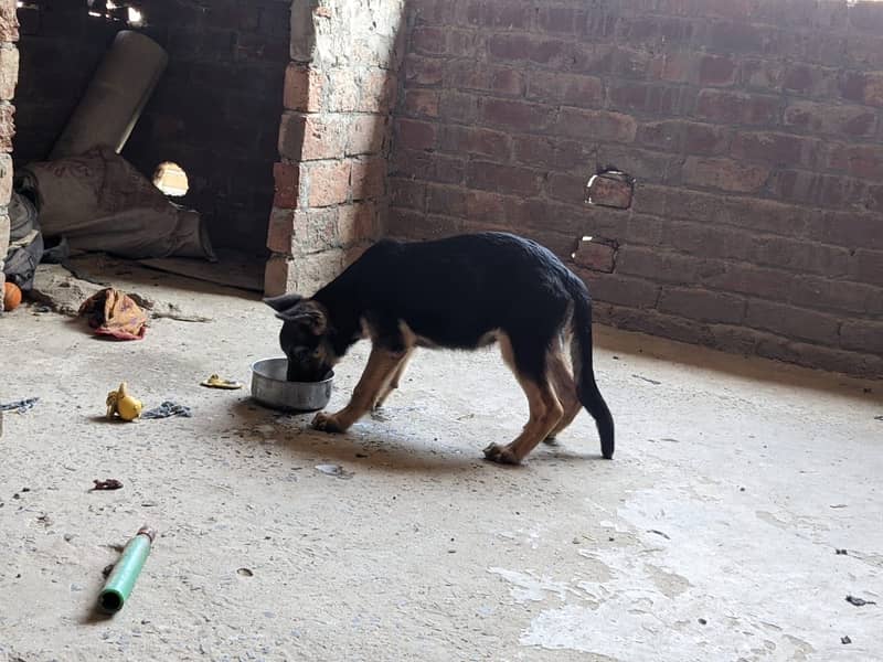 German shepherd 0