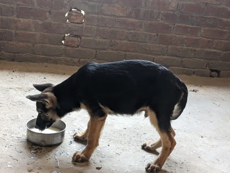 German shepherd — photo 2
