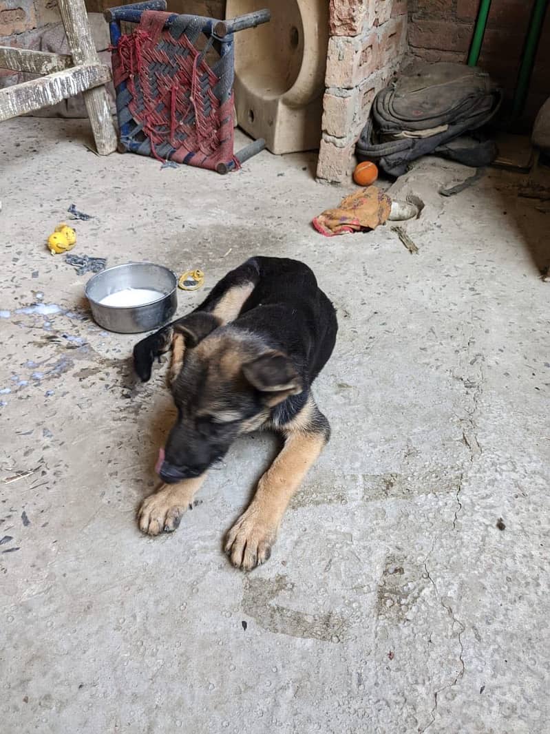 German shepherd 2