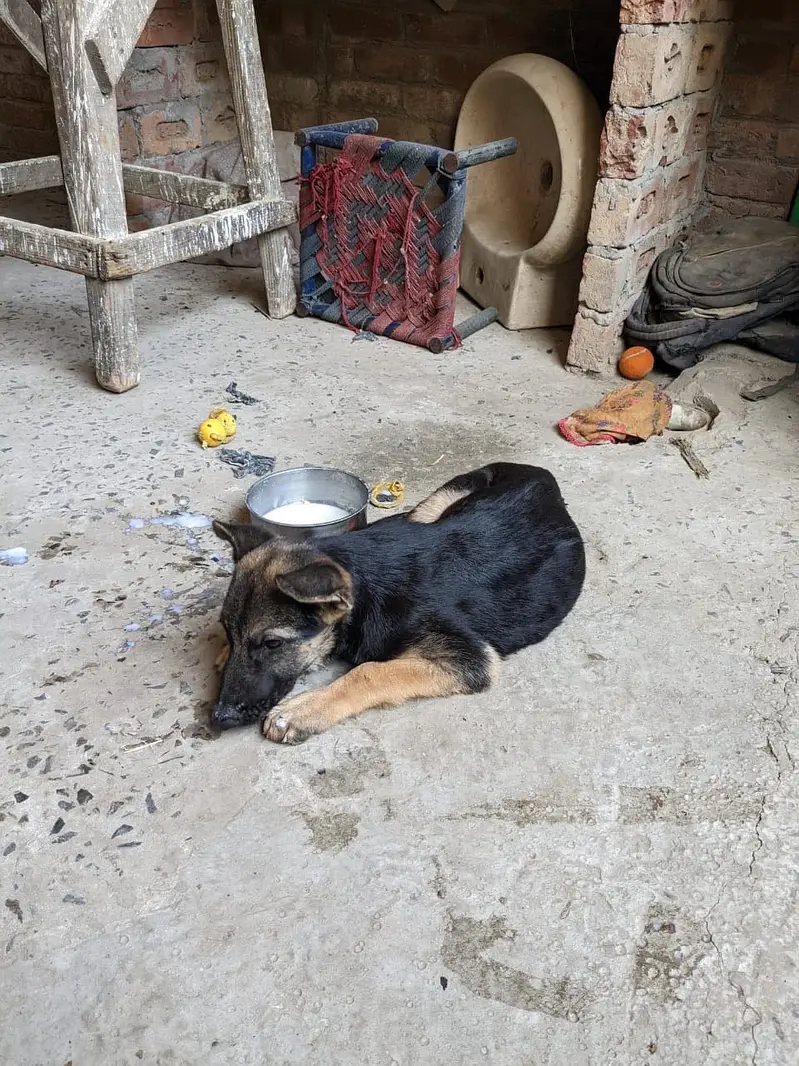 German shepherd — photo 4