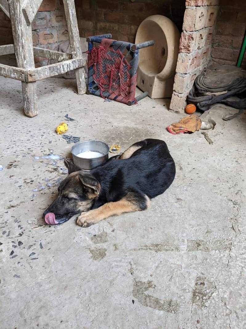 German shepherd 4