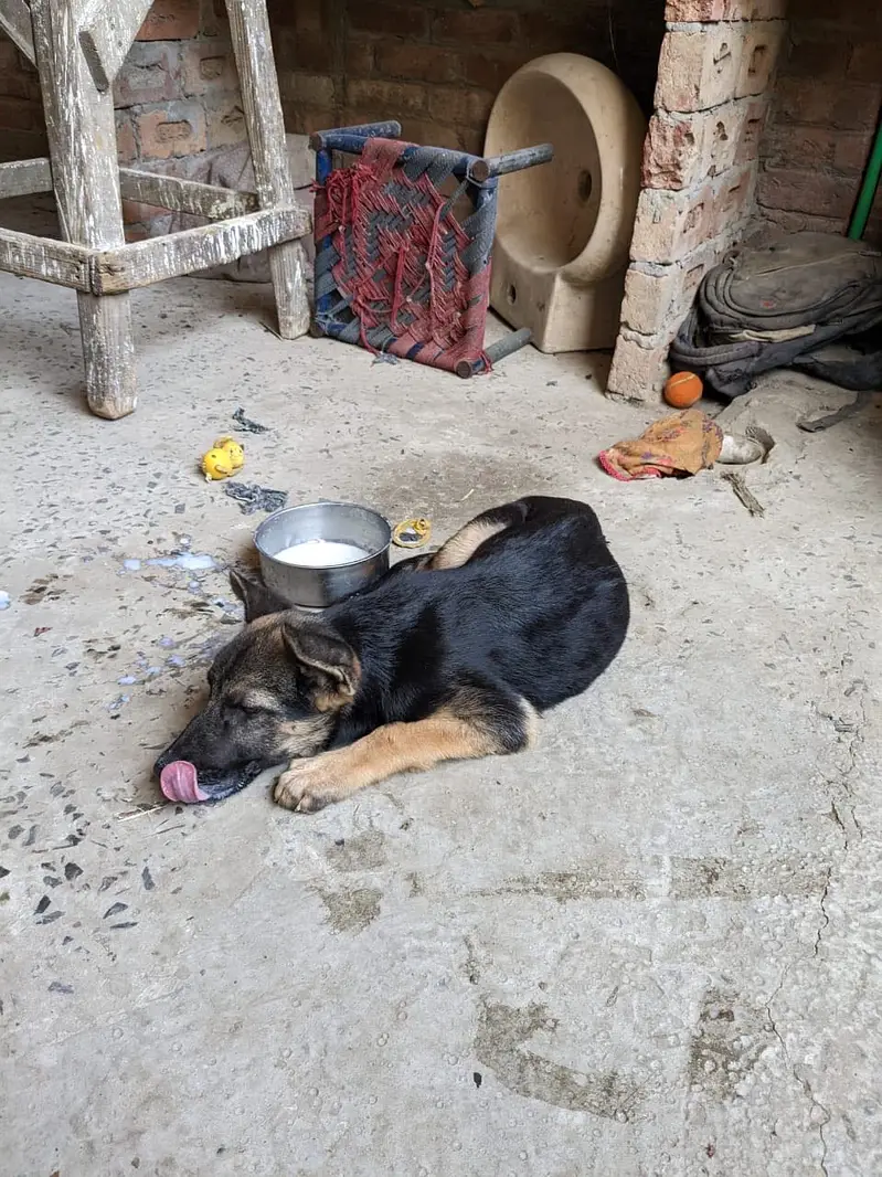 German shepherd — photo 5