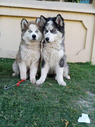 Siberian husky puppies