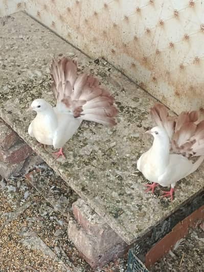 brown tail pigeon