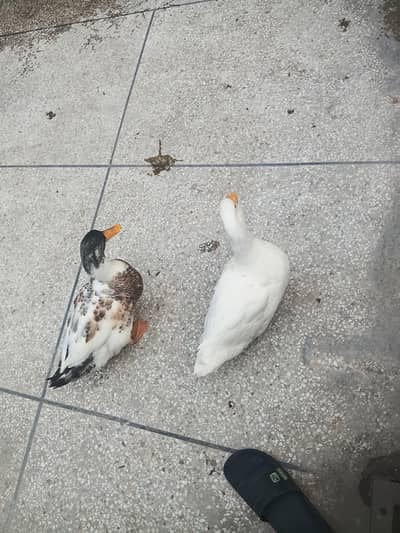ducks