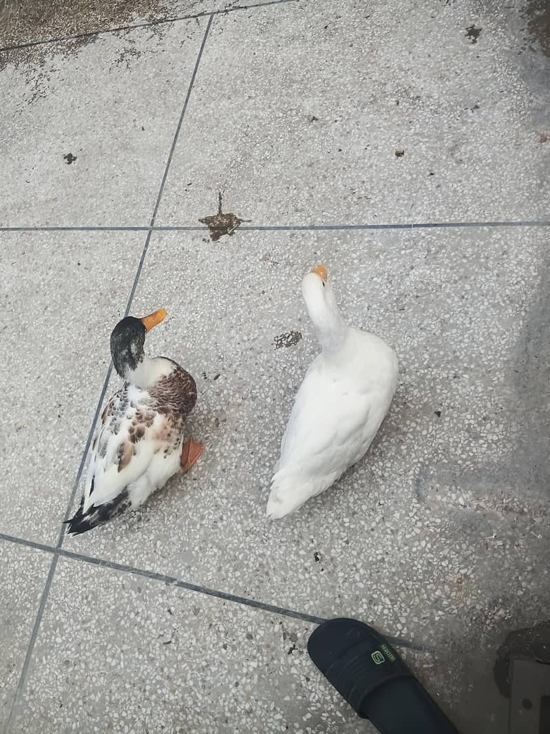 ducks 0