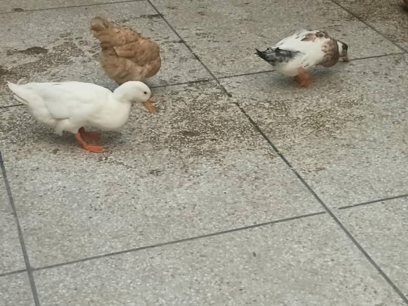 ducks 1