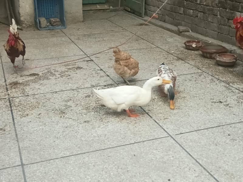 ducks 2
