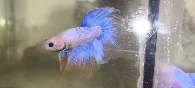 Betta Fish 03214192223