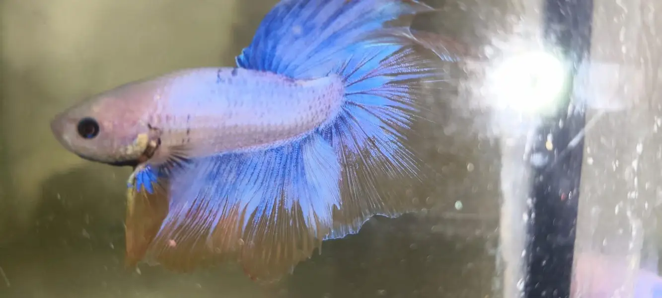 Betta Fish 03214192223 — photo 2