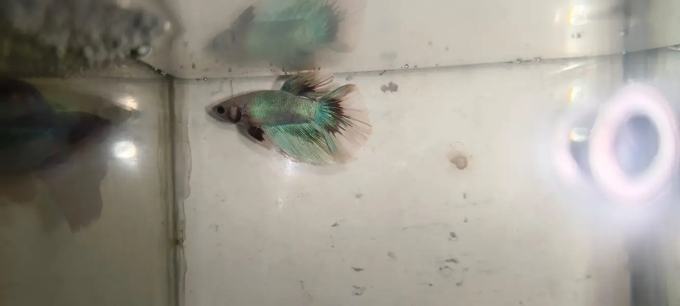 Betta Fish 03214192223 — photo 3