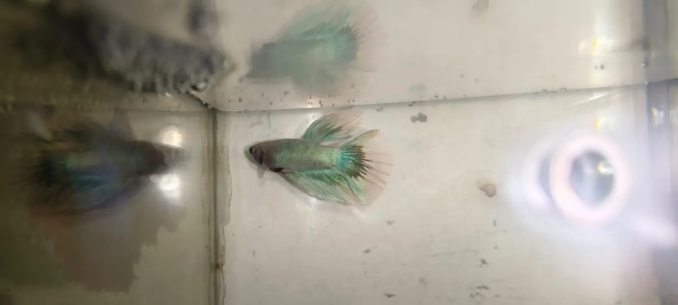 Betta Fish 03214192223 — photo 4