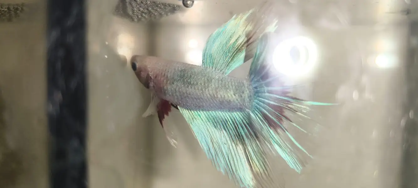 Betta Fish 03214192223 — photo 5