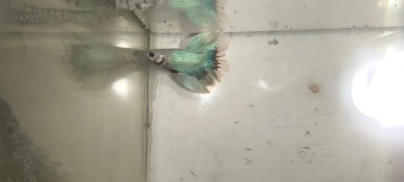 Betta Fish 03214192223 — photo 6