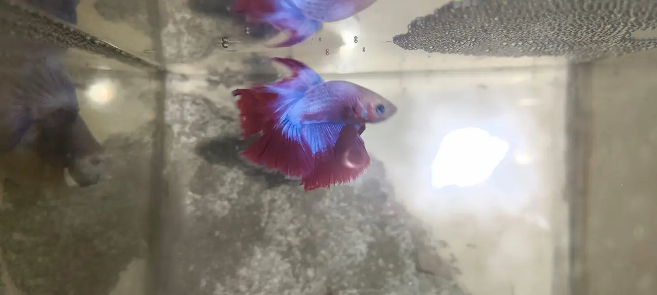 Betta Fish 03214192223 — photo 7