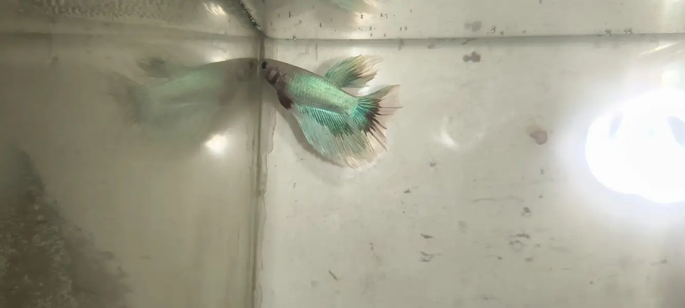 Betta Fish 03214192223 — photo 8
