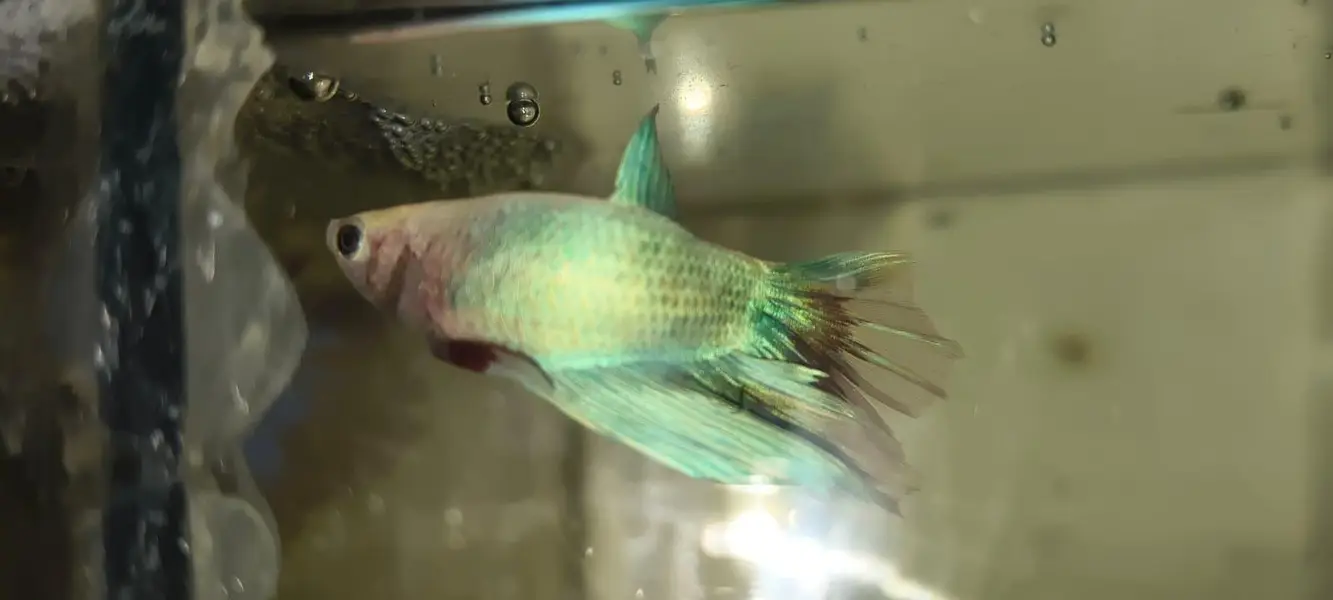 Betta Fish 03214192223 — photo 9