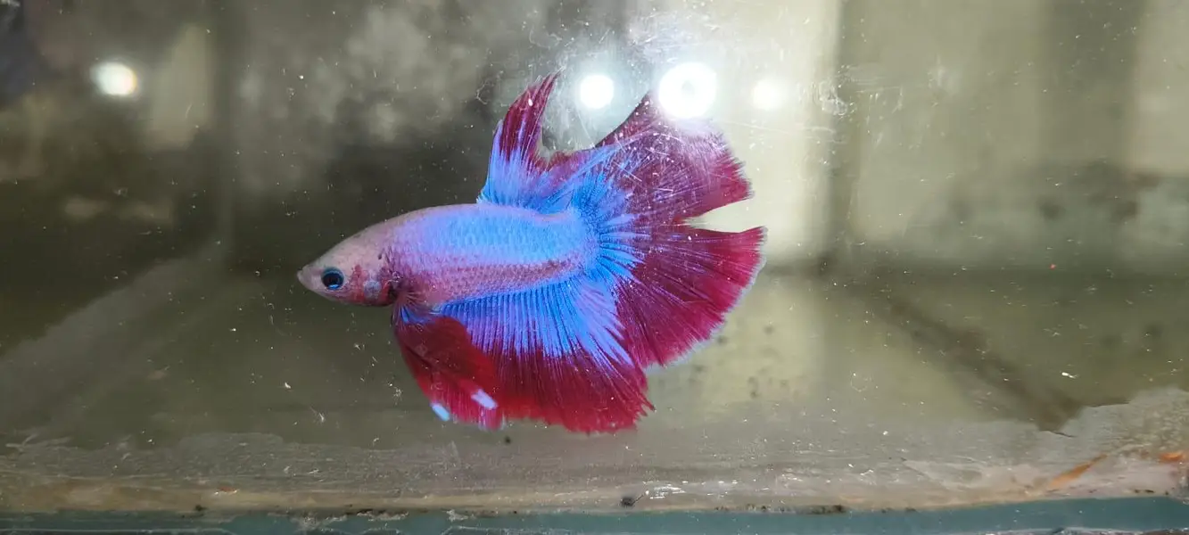 Betta Fish 03214192223 — photo 10