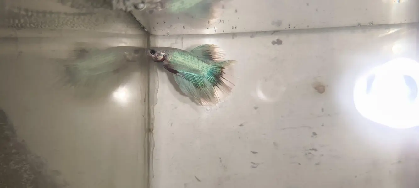 Betta Fish 03214192223 — photo 11