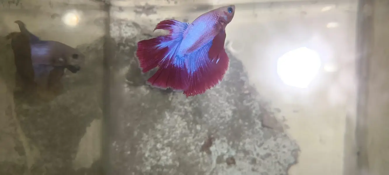 Betta Fish 03214192223 — photo 12