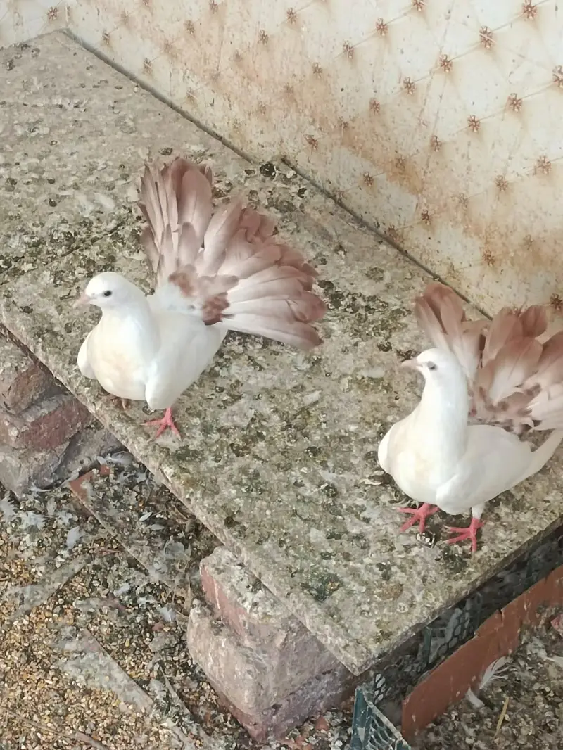 brown tail pigeon — photo 2