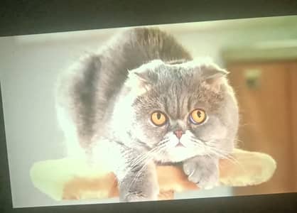 XNANO X6 Auto Focus Android  4K/ 1080P 600ANSI Projector