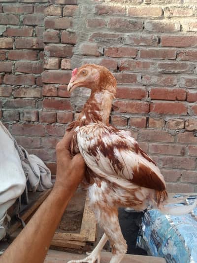 Mianwali