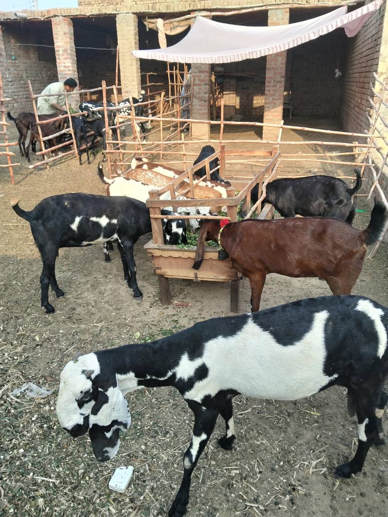 Goats 0