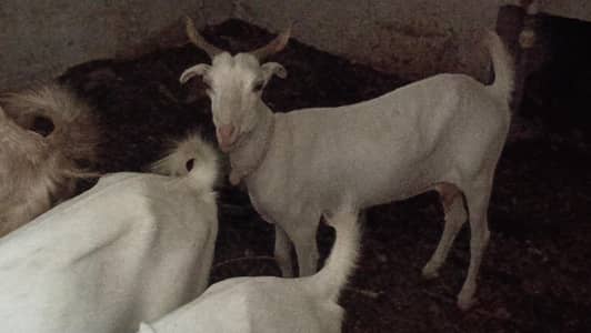 3 month pregnant teddy goat