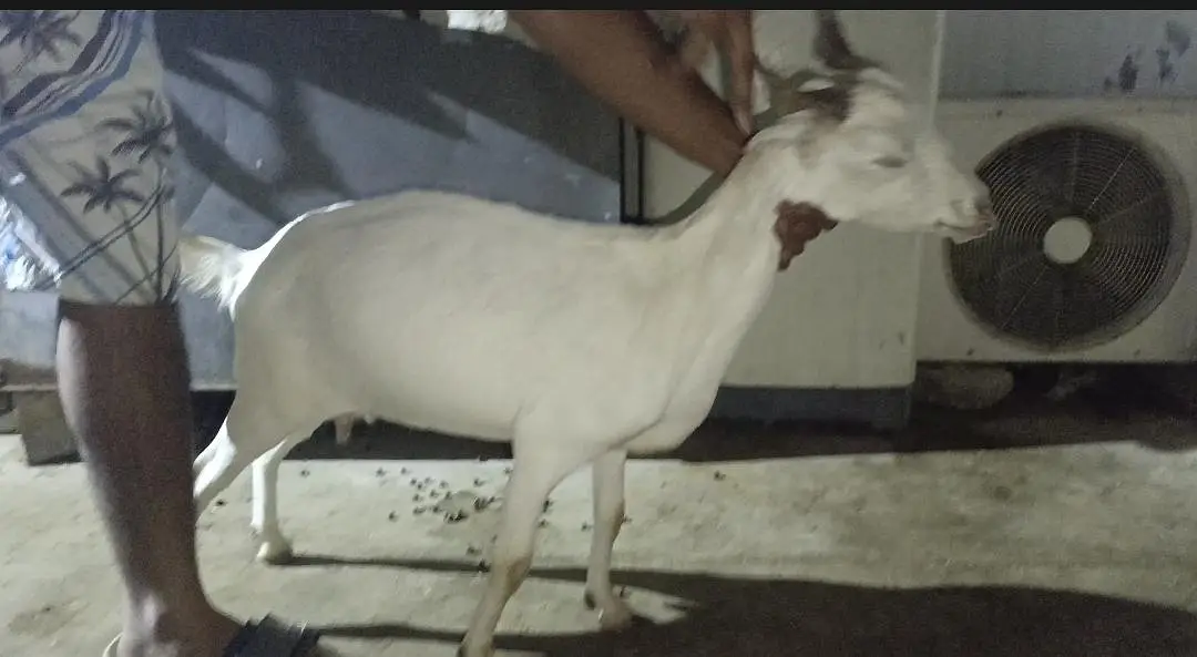 3 month pregnant teddy goat — photo 2