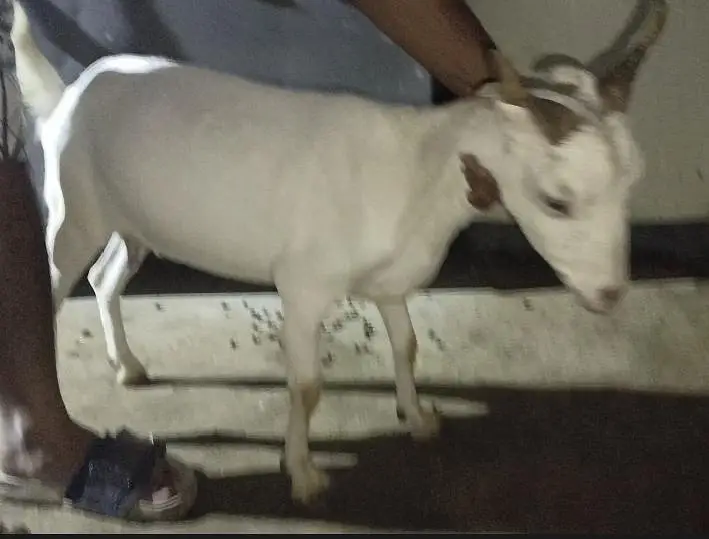 3 month pregnant teddy goat — photo 3