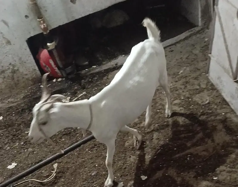 3 month pregnant teddy goat — photo 4
