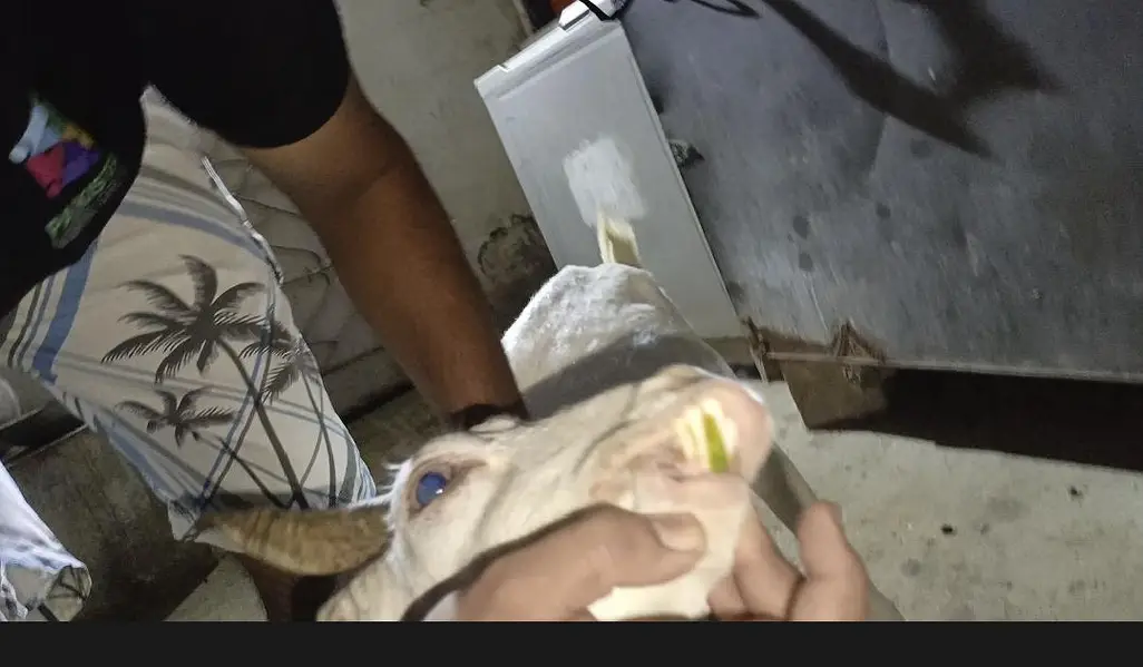 3 month pregnant teddy goat — photo 5