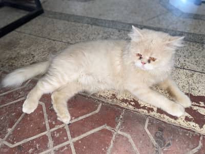 Persian cat