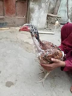 Aseel hen